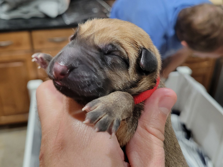 chinook puppy